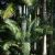 Lepidozamia