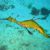 Common seadragon