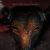 Moloch