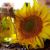 Sunflower oil
