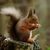 Red squirrel