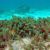 Algae by location