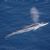 Arctic cetaceans