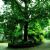 Individual trees in Georgia (U.S. state)