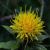 Safflower
