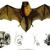 Mexican funnel-eared bat