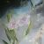 Doris Downes