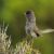 Fauna of Sardinia