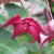 Rare flora of Australia