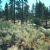 San Gabriel Mountains National Monument