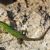 Endemic fauna of Italy