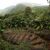 Morne Trois Pitons National Park