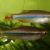 Tanichthys thacbaensis