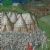 Roger Mortimer, 1st Earl of March