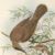 Birds of the Kai Islands