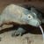 Komodo dragon