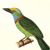 Birds of Malesia