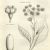 Apiaceae genera