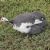 Domestic guineafowl