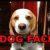 Dog Face