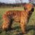 Briard