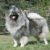 Keeshond