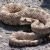 Rattlesnake