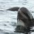 Cetaceans of the Southern Ocean
