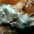 Chalconatronite