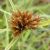 Cyperaceae
