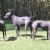 Mexican Hairless Dog