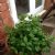 Stoloniferous plants