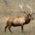 Mammals of Asia