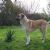 Anatolian Shepherd