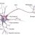 Neuron