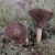 Cuphophyllus lacmus