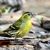 Siskin