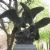 Sculptures of birds