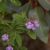 Hemigenia