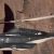 Airwolf (helicopter)