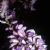Flora of the Northeastern United States