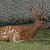 Cervus