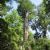 Individual trees in Florida