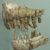 1901 in paleontology