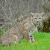Bobcat