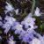 Chionodoxa siehei