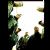 Dropkick Murphys