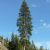 Flora of the North-Central United States