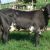Cattle breeds