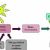 Hydrogen biology
